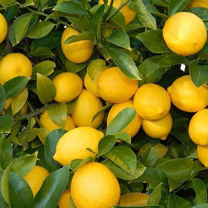 Balaji Lemon - Image 4
