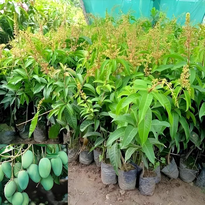 Banganpalli Mango Plant / బంగింపల్లి మామిడి మొక్క(Grafted) - Image 2