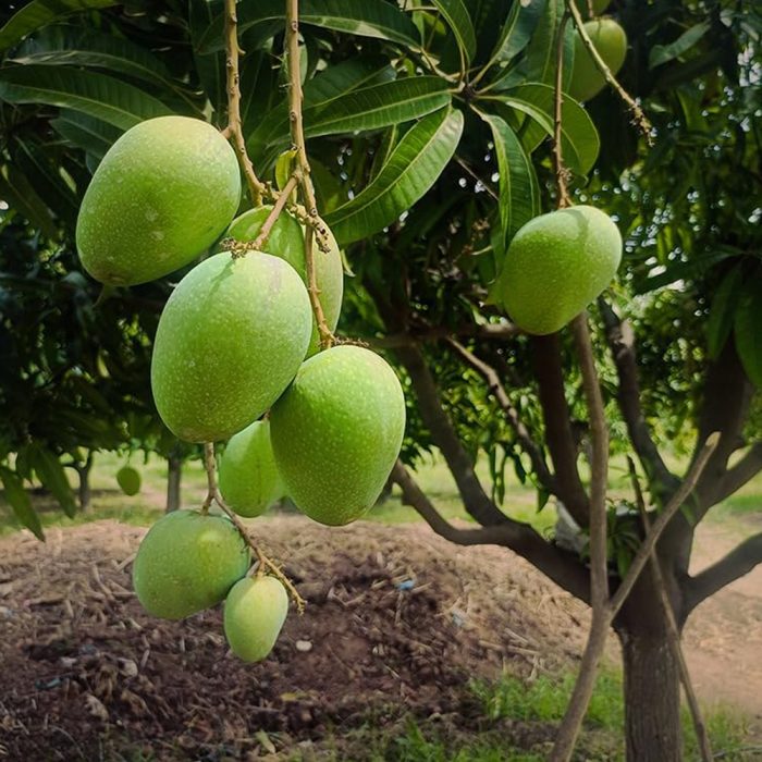 Banganpalli Mango Plant / బంగింపల్లి మామిడి మొక్క(Grafted) - Image 3