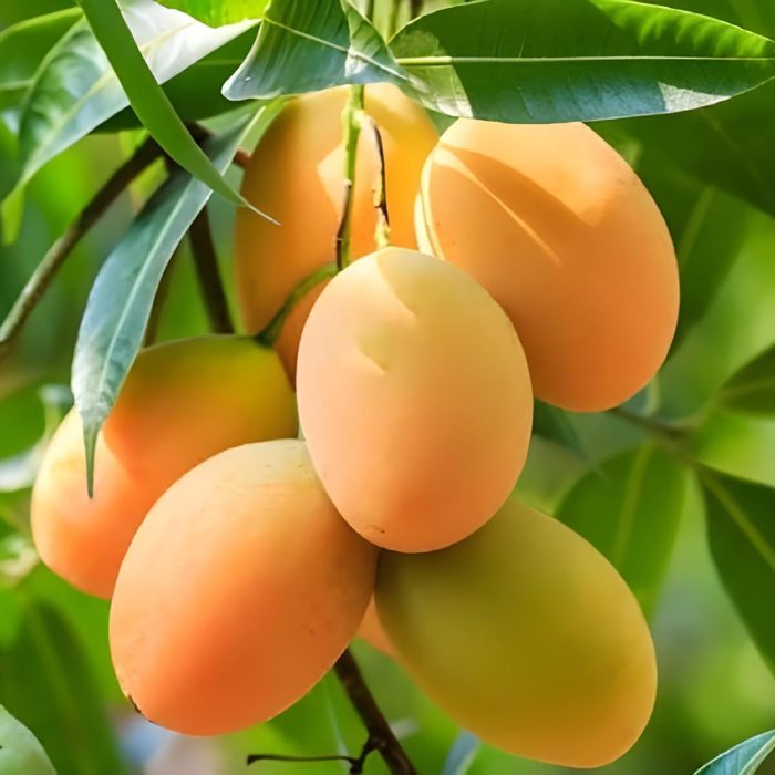 Banganpalli Mango Plant / బంగింపల్లి మామిడి మొక్క(Grafted) - Image 4
