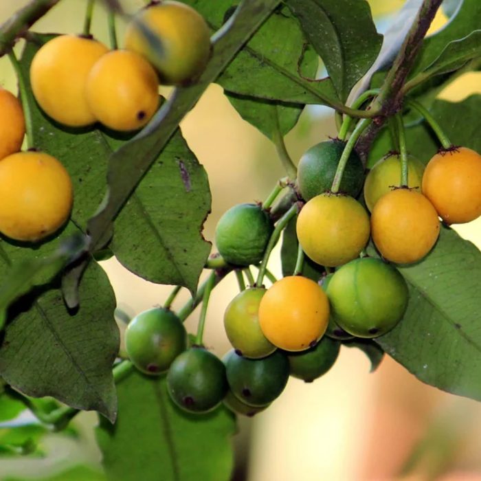 Baraba Fruit - Image 2