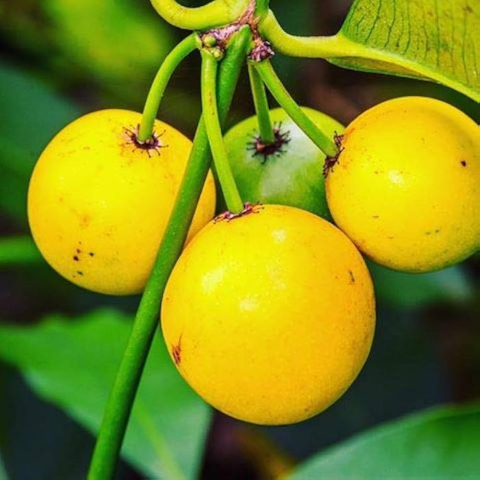 Baraba Fruit - Image 3