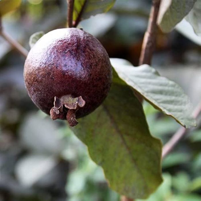 Black Guava / నల్ల జామ(Grafted) - Image 2