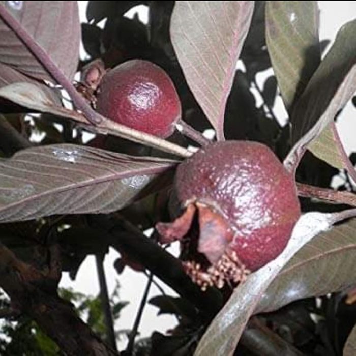 Black Guava / నల్ల జామ(Grafted) - Image 3