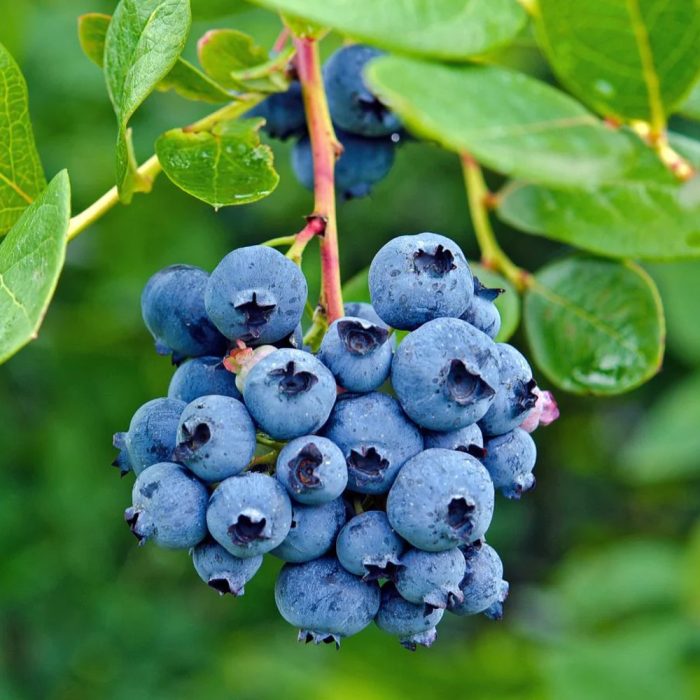 Blue Berry - Image 3
