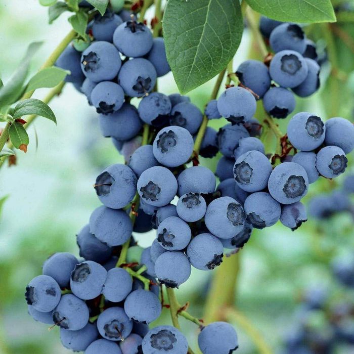 Blue Berry - Image 4