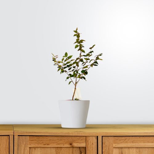 Brazilian Cherry / బ్రెజిలియన్ చెర్రీ(Grafted)