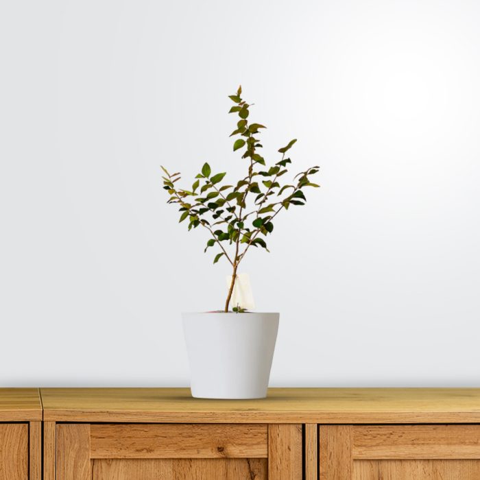 Brazilian Cherry / బ్రెజిలియన్ చెర్రీ(Grafted)