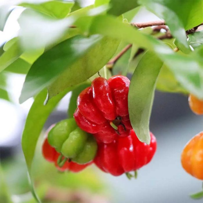 Brazilian Cherry / బ్రెజిలియన్ చెర్రీ(Grafted) - Image 2
