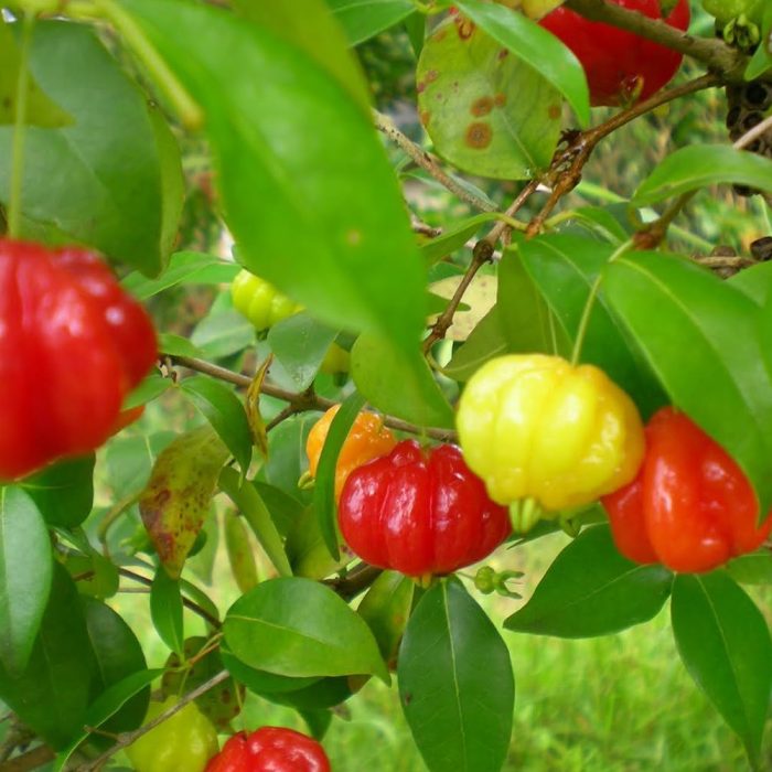Brazilian Cherry / బ్రెజిలియన్ చెర్రీ(Grafted) - Image 3