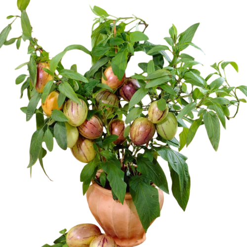 Pepino melon